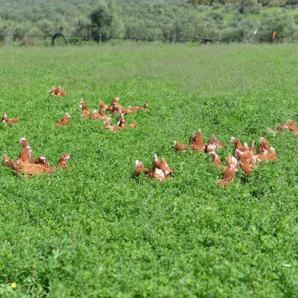 Μονάδα παραγωγής αυγών Λαδάκης στο Ρέθυμνο